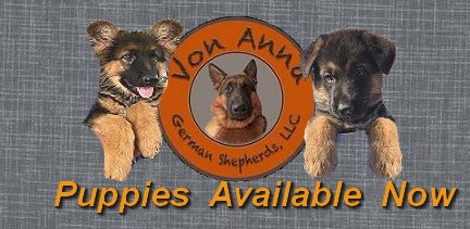 2021 Purebred German Shepherd Puppy Litters For Sale