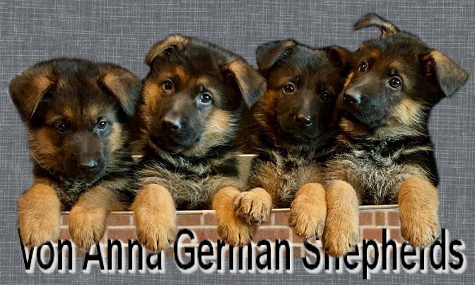 Von Anna German Shepherd Purebred Puppies For Sale